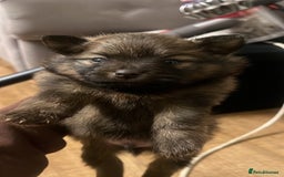Pomeranian dogs for sale: THREE BEAUTIFUL POMERANIAN PUPPIES⚠️⚠️❗️  - Image 6