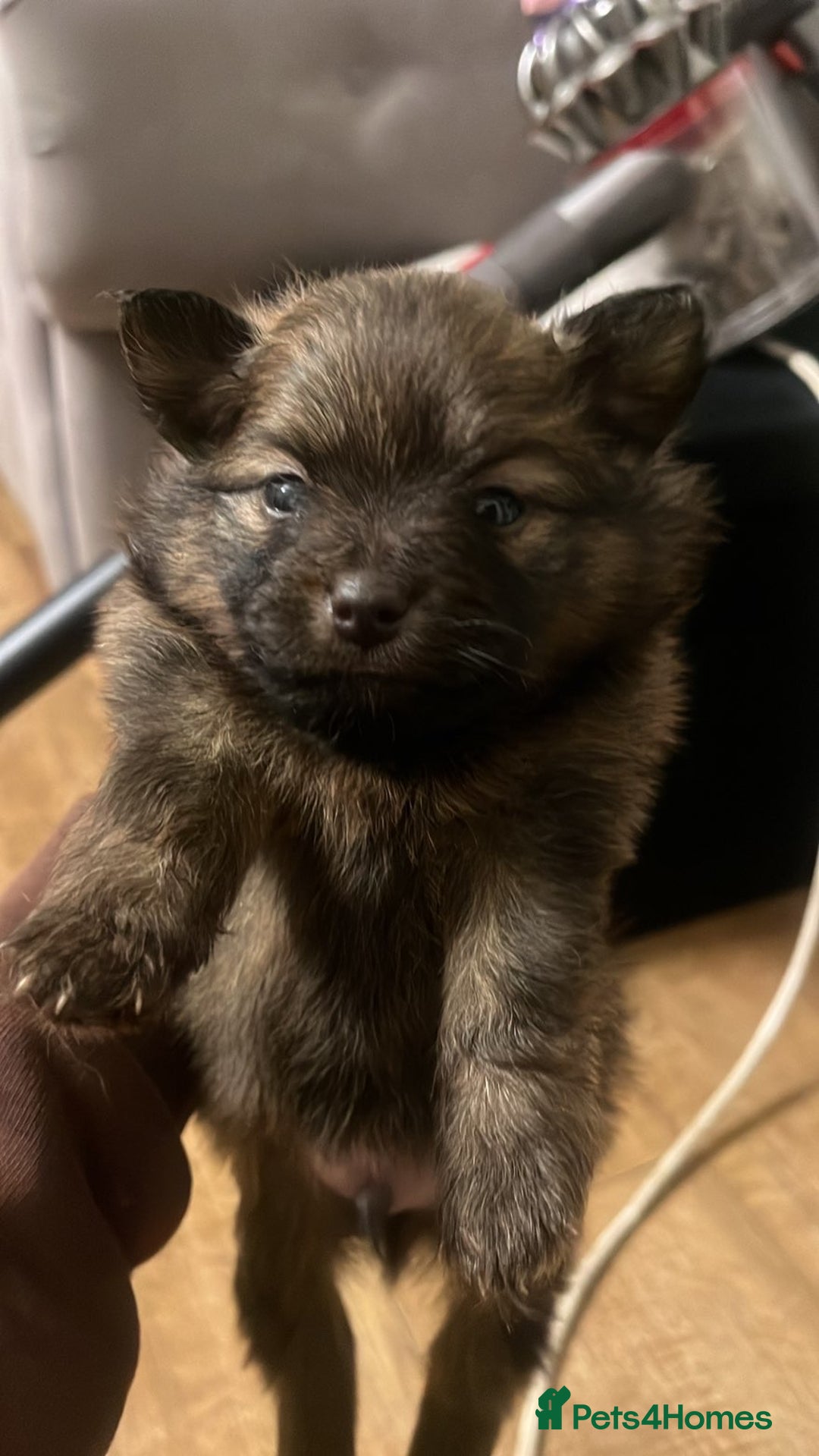 Pomeranian dogs for sale: THREE BEAUTIFUL POMERANIAN PUPPIES⚠️⚠️❗️  - Image 6