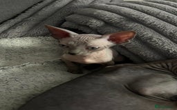 Sphynx cats for sale: Fantastic kittens are looking for new homes. - Image 8