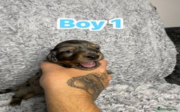 Dachshund dogs for sale: Long haired dachshunds - Image 3