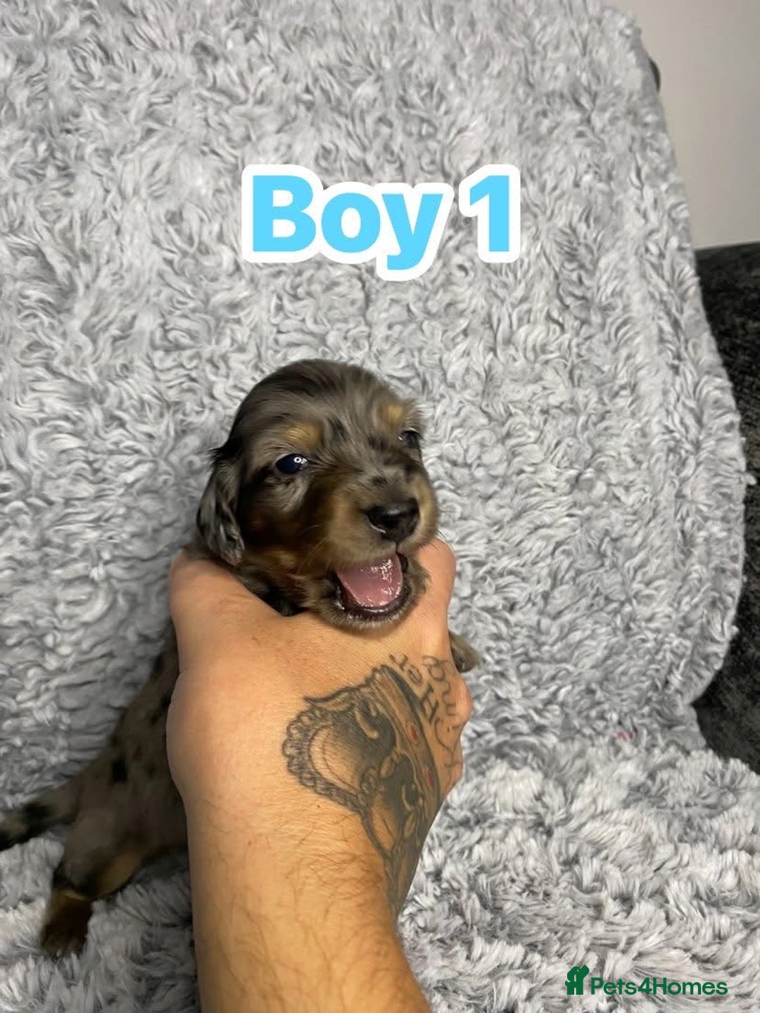 Dachshund dogs for sale: Long haired dachshunds - Image 3