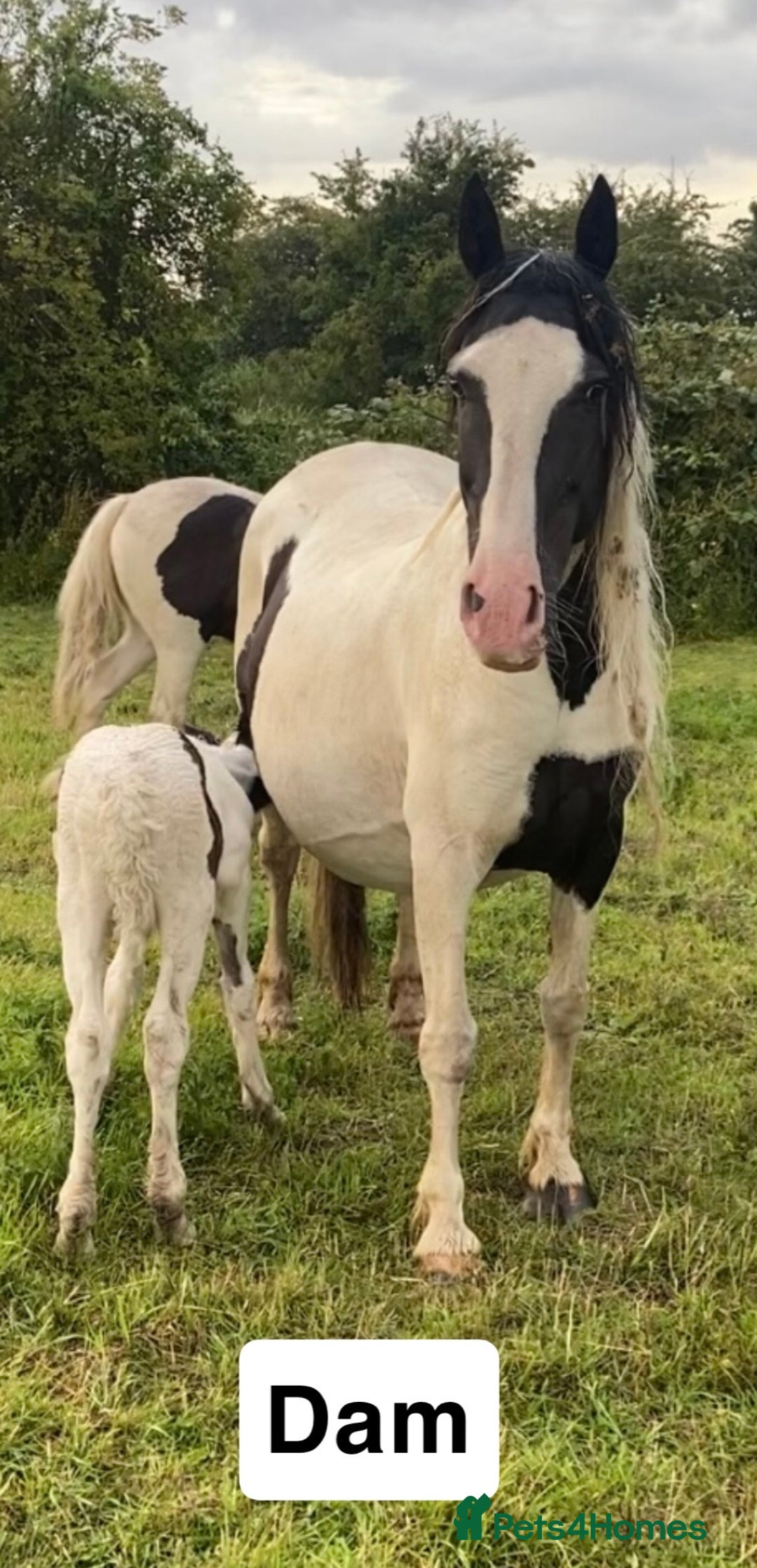 Irish Cob horses for sale: Filly for full loan or sale  - Advert 17