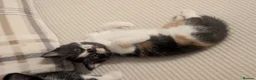 Mixed Breed cats for sale: Very loved, playful, socialised kittens  - Advert 5