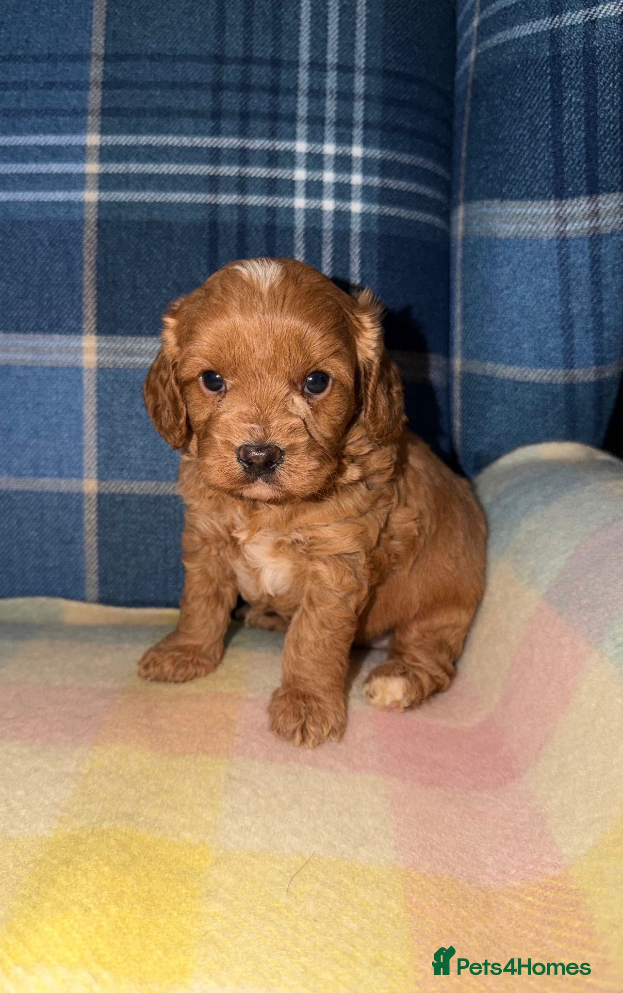 Cavapoo dogs 🩷💙Outstanding Red Cavapoo Puppies💙🩷 - Advert 1