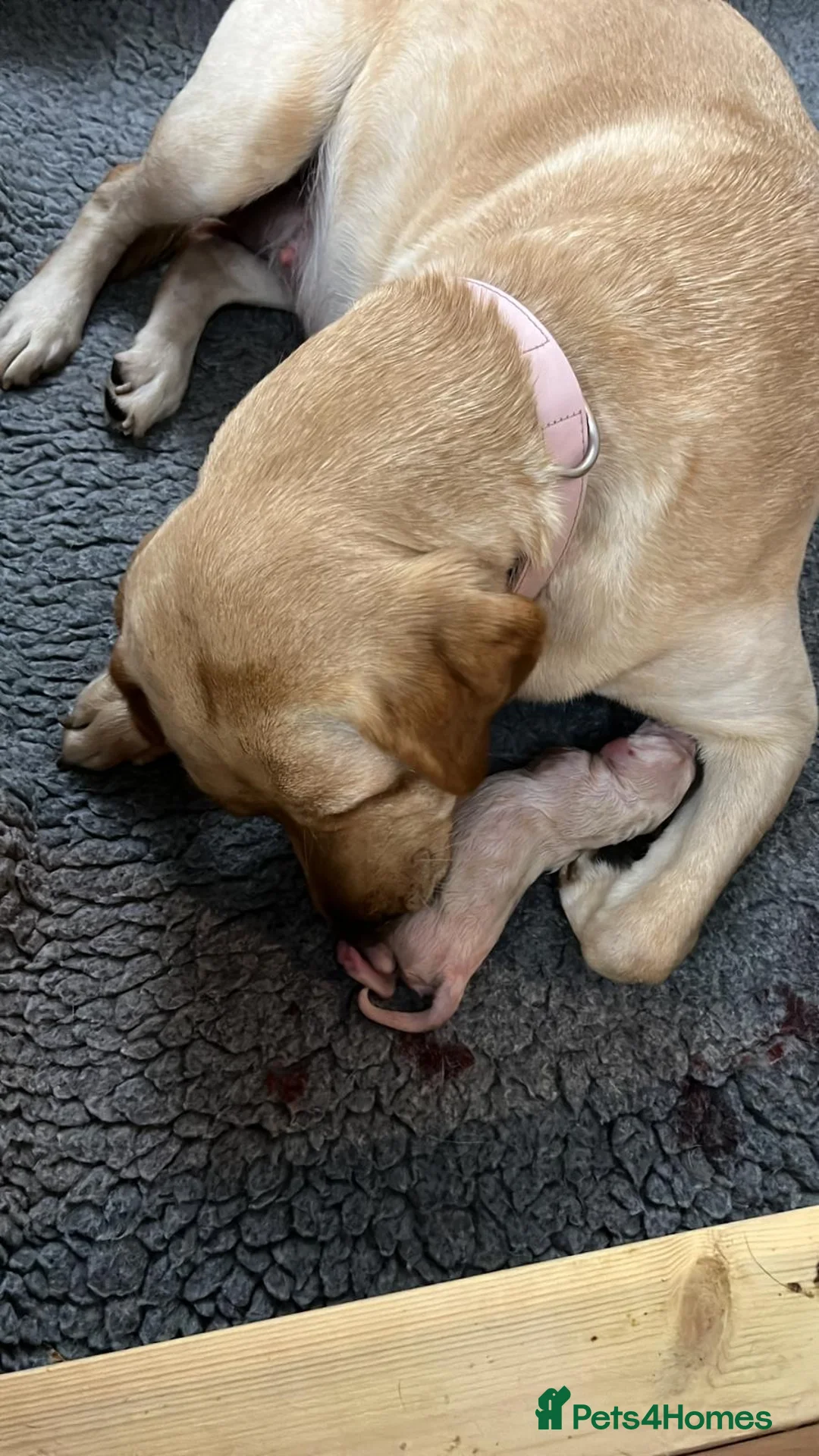 Standard Poodle dogs for stud: Champion Proven Gentle Poodle Available for Stud in Swindon - Advert 17