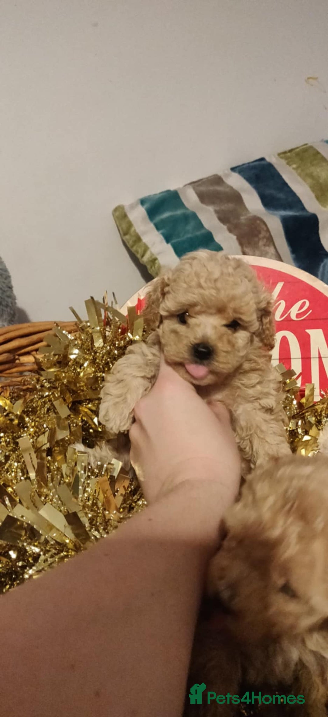 Maltipoo dogs for sale: Beautiful maltipoo puppys - Advert 5
