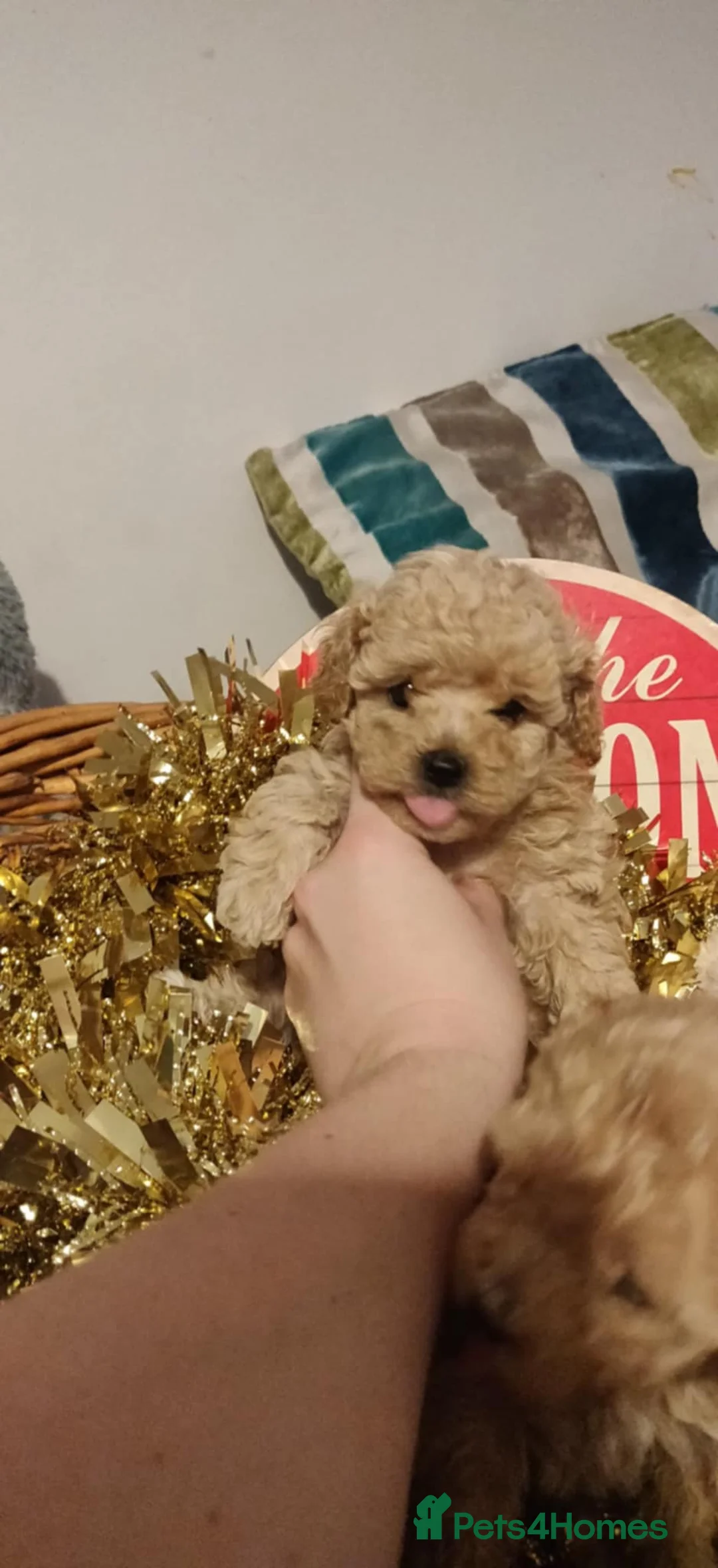 Maltipoo dogs for sale: Beautiful maltipoo puppys - Advert 3