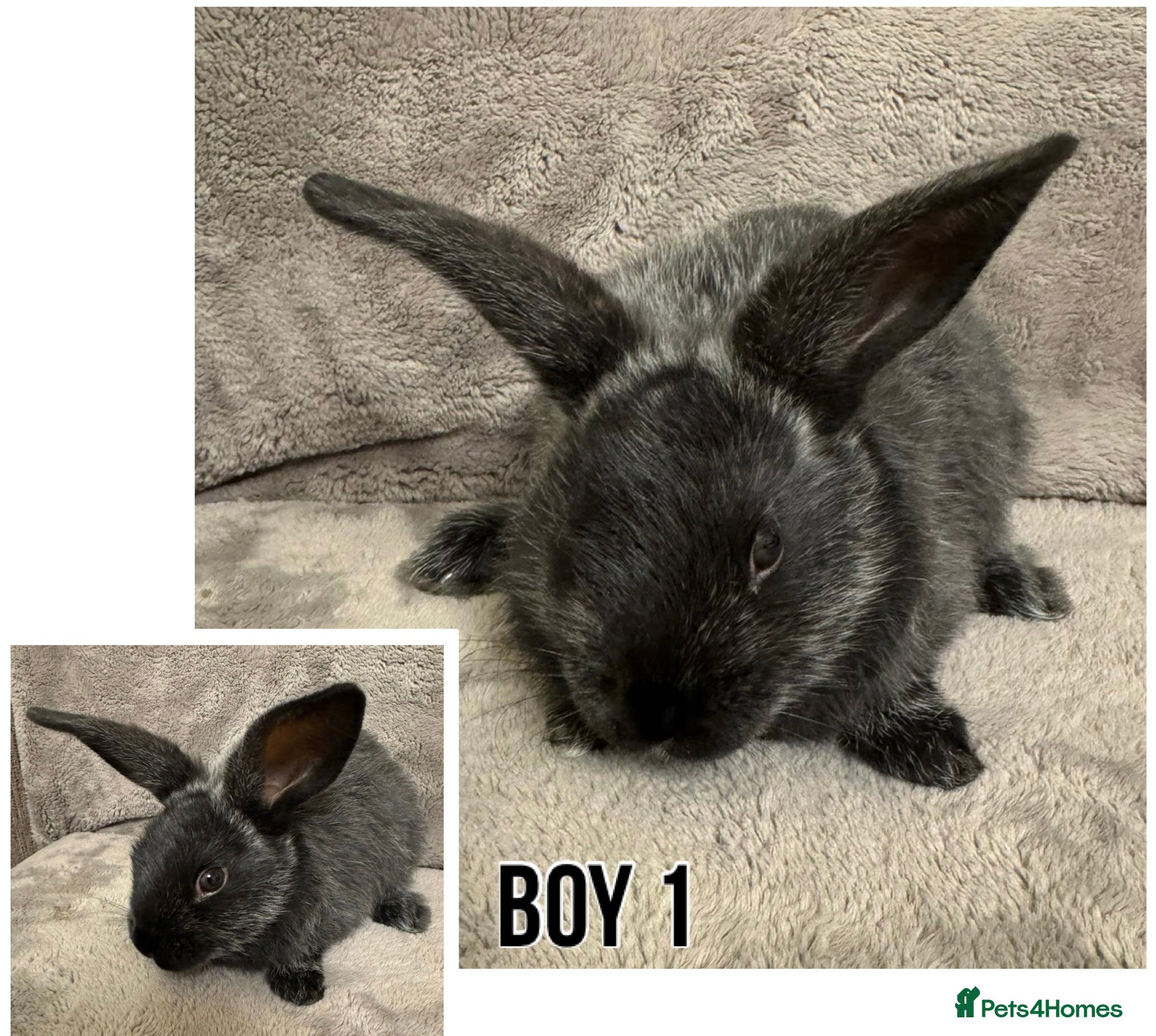 Dwarf Lop rabbits Baby Dwarf Lop Bunnies - Advert 6