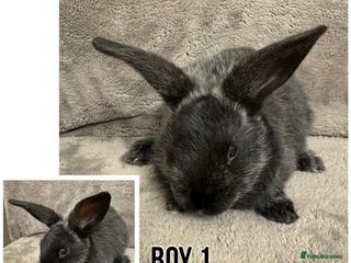 Dwarf Lop rabbits Baby Dwarf Lop Bunnies - Advert 6