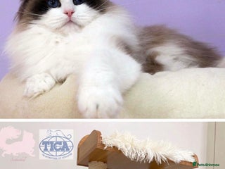 Ragdoll cats Rogdoll Boy - Advert 5