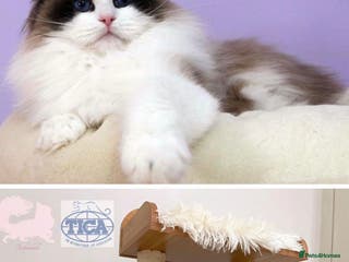 Ragdoll cats Rogdoll Boy - Advert 17