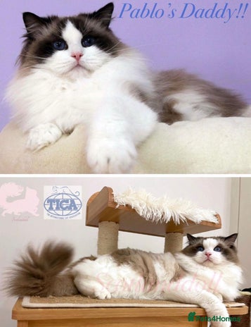 Ragdoll cats Rogdoll Boy - Advert 4