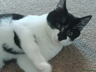Domestic Shorthair cats Lokii - Advert 5