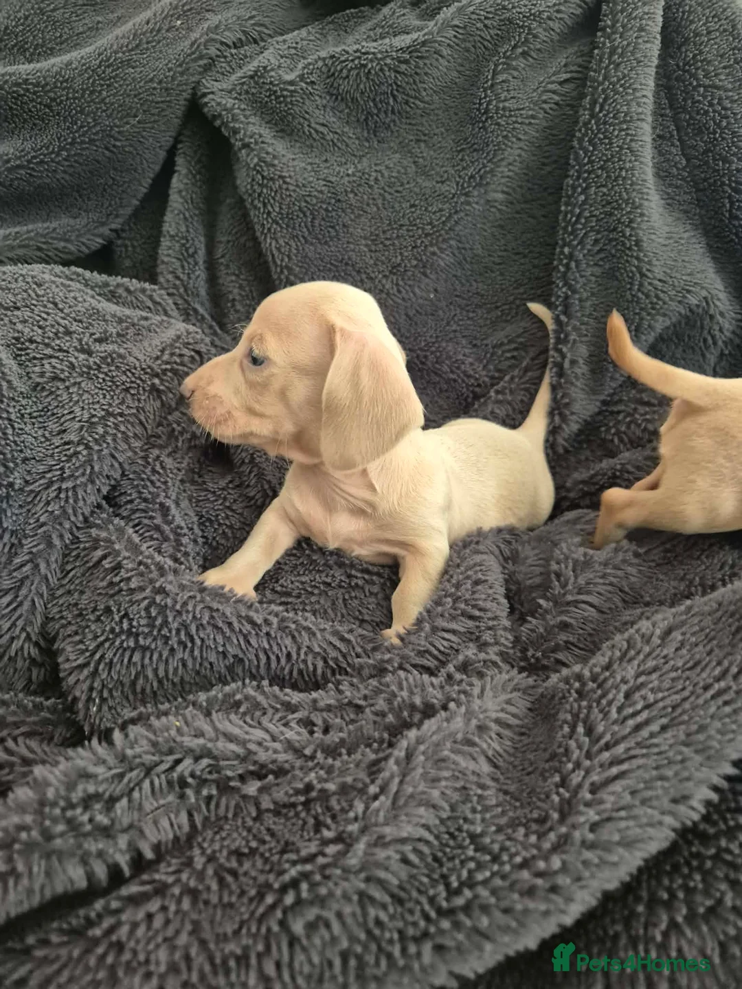 Miniature Dachshund dogs for sale: LAST 3x Dachshund boys ready NOW fully vacs - Advert 20