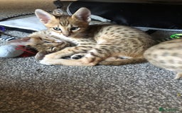 Savannah cats for sale: Beautiful full pedigree savannah kittens  - Image 13
