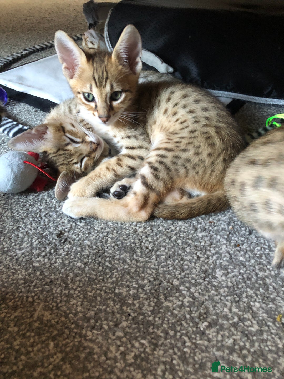 Savannah cats for sale: Beautiful full pedigree savannah kittens  - Image 13