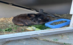 Dwarf Lop rabbits for sale: Leo is a dwarf mixed lion head  - Image 2