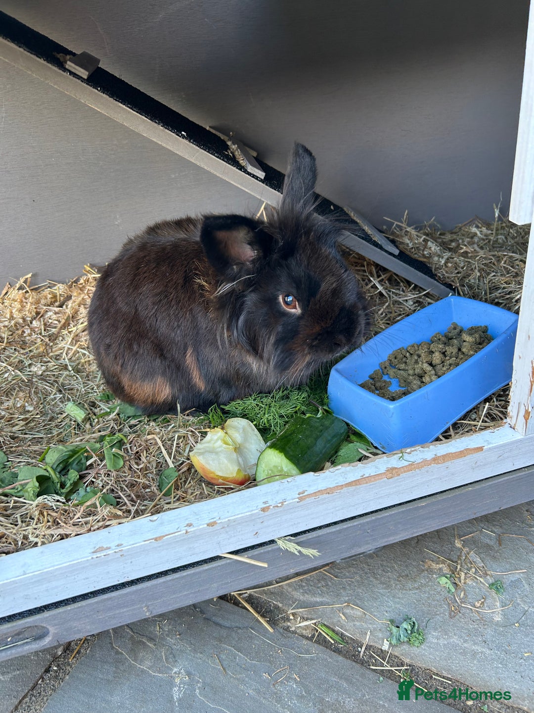 Dwarf Lop rabbits for sale: Leo is a dwarf mixed lion head  - Image 2