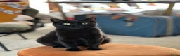 British Shorthair cats for sale: British Shorthair x Persian Kittens Available Now! - Advert 32