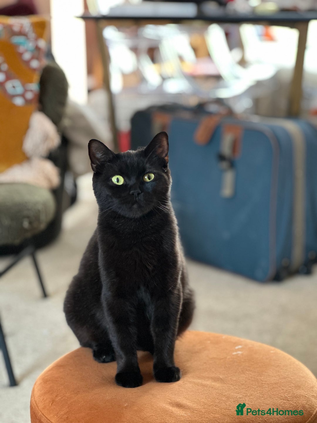 British Shorthair cats for sale: British Shorthair x Persian Kittens Available Now! - Advert 32