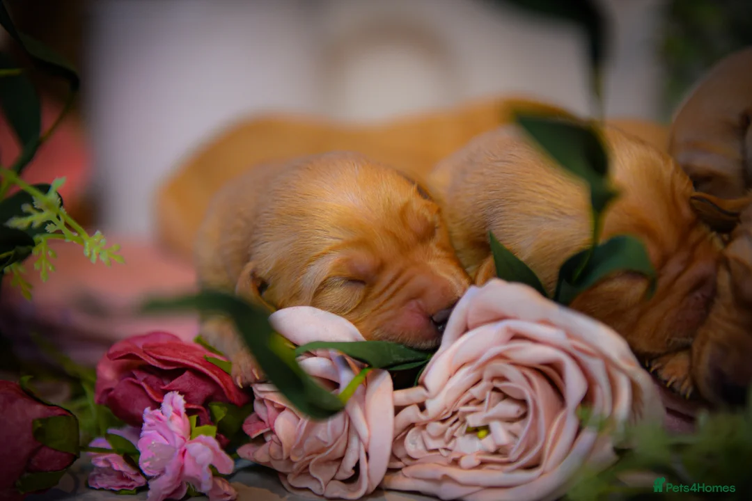 Goldador dogs for sale: Beautiful Red Goldador Puppys DNA Clear - Advert 6