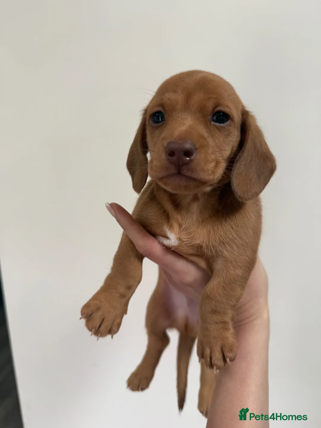 Miniature Dachshund dogs for sale: Beautiful Miniature dachshunds  - Advert 2