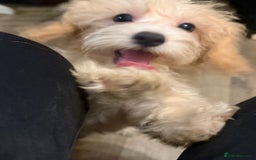 Maltipoo dogs for sale: Adorable Red & Biscuit Girl Maltipoo Puppies in Battle - Image 9