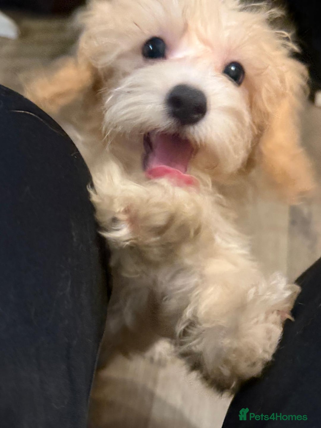 Maltipoo dogs for sale: Adorable Red & Biscuit Girl Maltipoo Puppies in Battle - Image 9