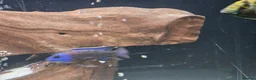 Cichlids fish for sale: African Cichlids for sale - Advert 12