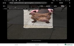 Mixed Breed dogs for sale: Handsome Ceaser 9months old - Image 6