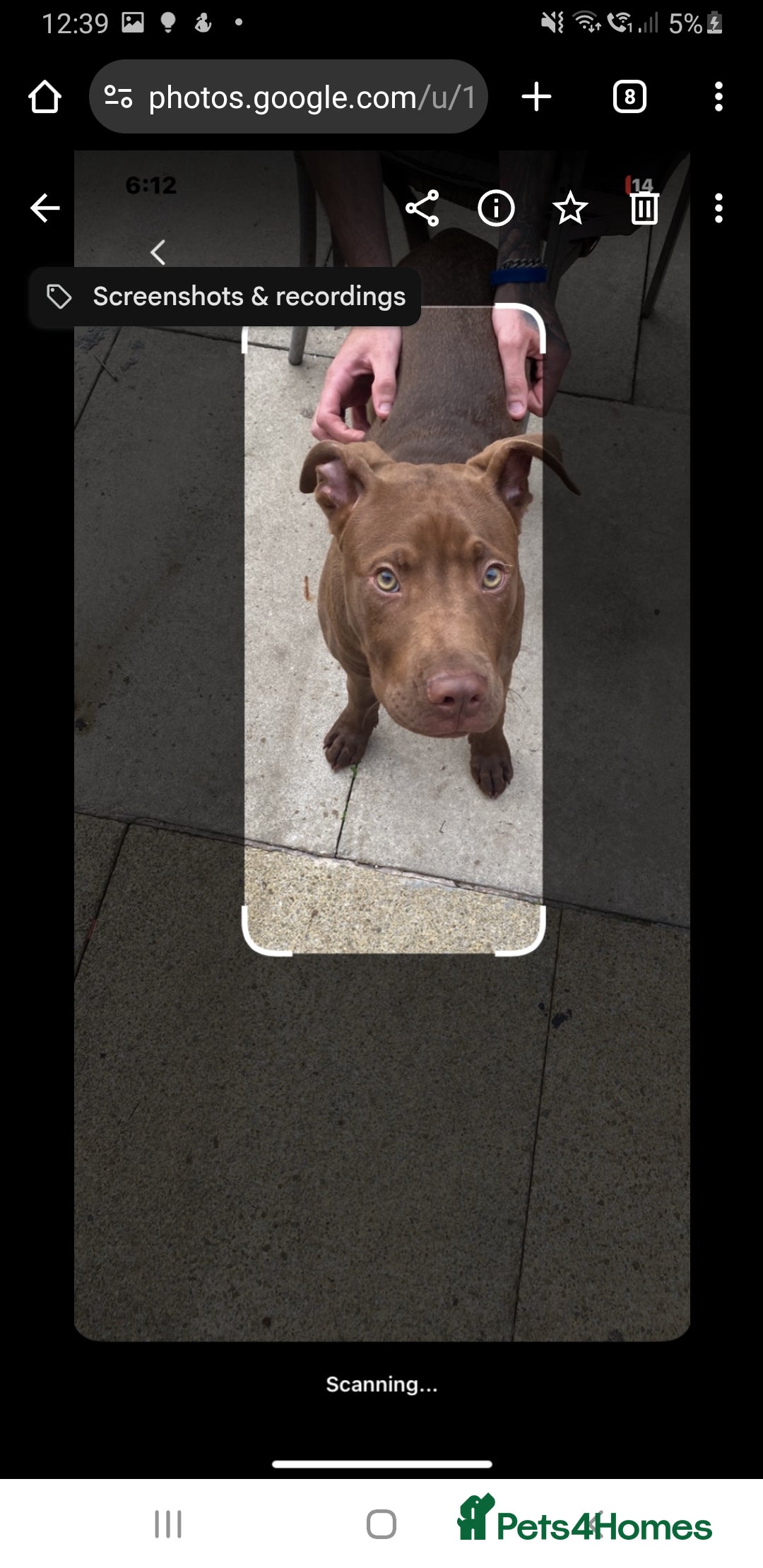 Mixed Breed dogs for sale: Handsome Ceaser 9months old - Image 6