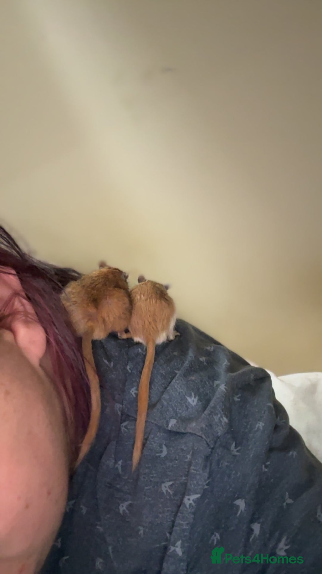 Gerbil rodents for sale: 2male gerbils  - Image 1