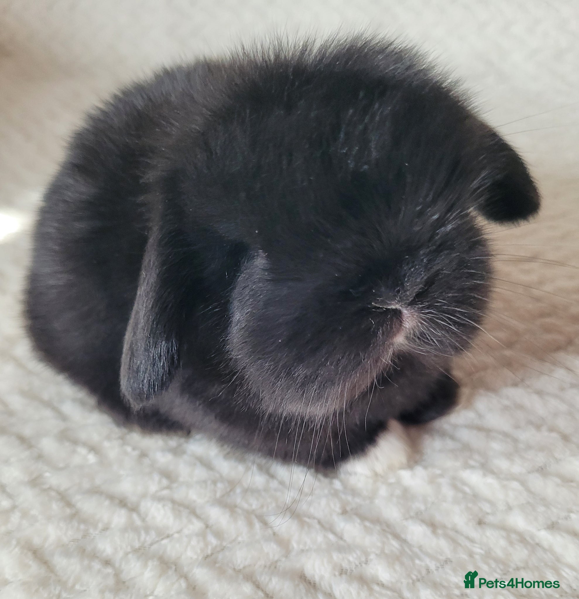 Mini Lop rabbits Beautiful pure bred mini lops - Advert 2