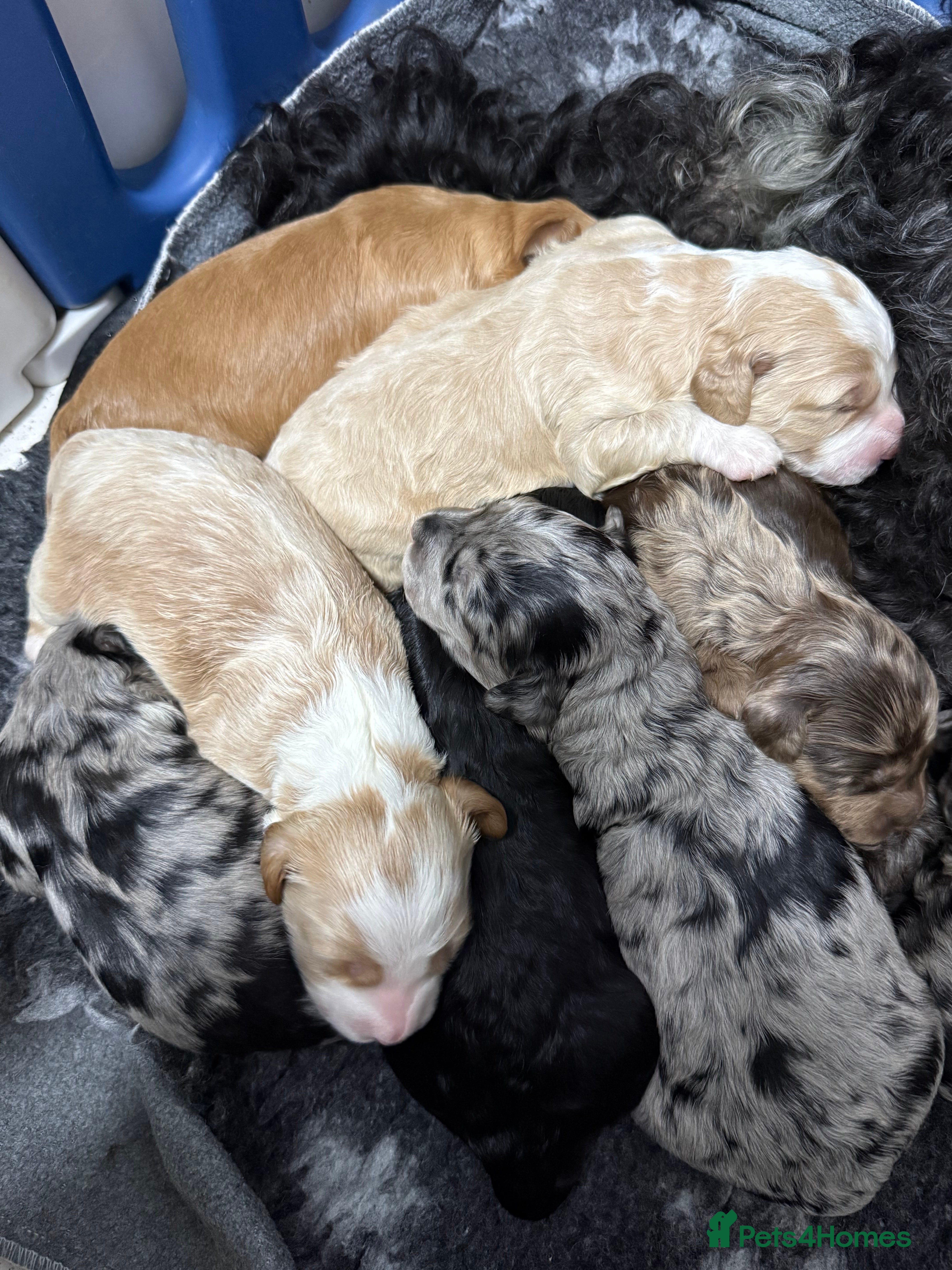 Australian Labradoodle dogs AUSTRALIAN LABRADOODLE PUPPIES - Advert 8