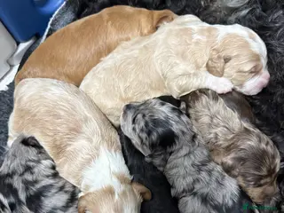 Australian Labradoodle dogs AUSTRALIAN LABRADOODLE PUPPIES - Advert 8