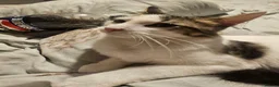 Mixed Breed cats for sale: 6 kittens for sale in Rotherham - Advert 2