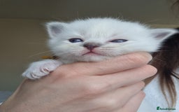 Ragdoll cats for sale: Pedigree ragdoll kittens  - Image 5