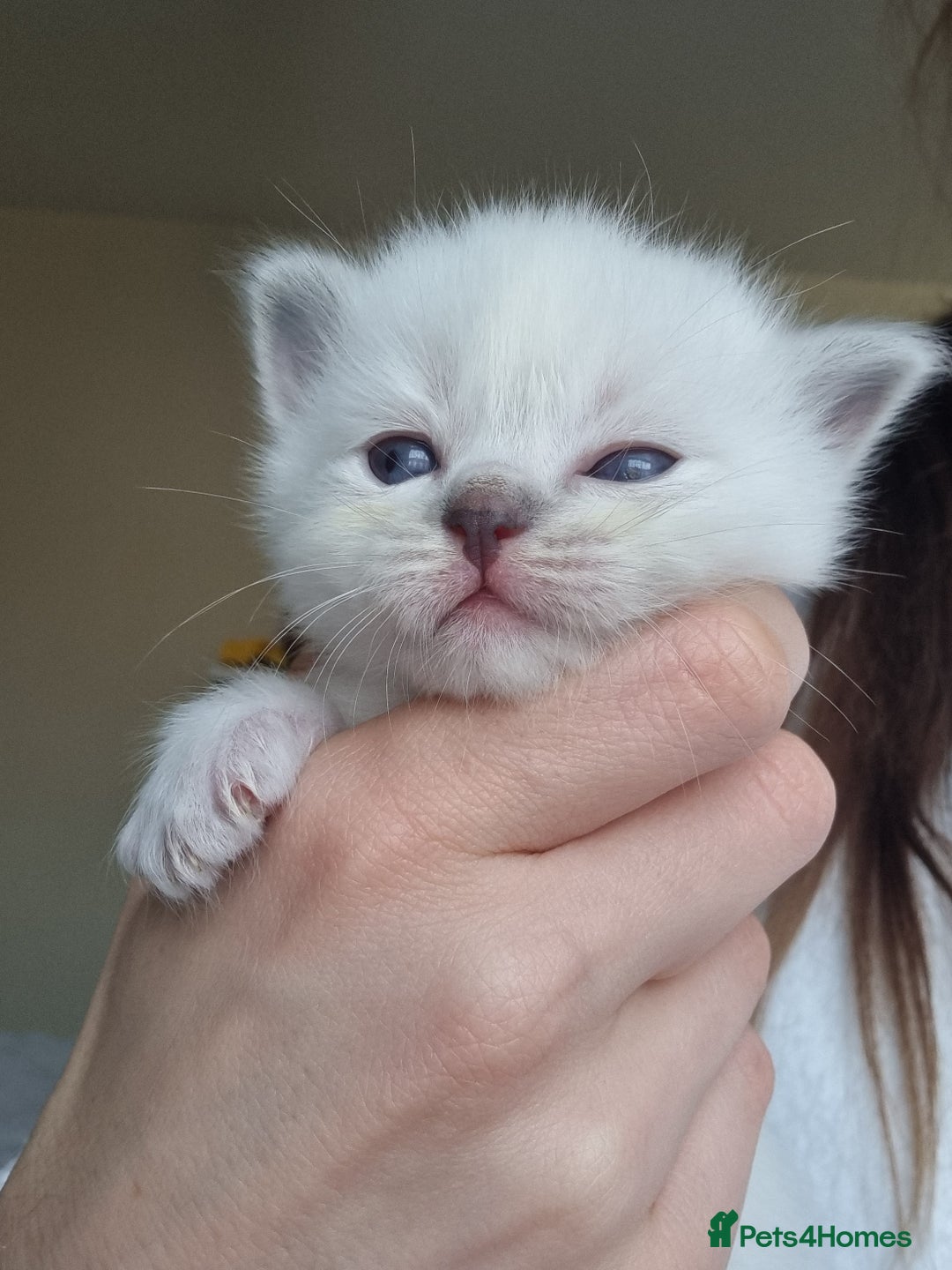 Ragdoll cats for sale: Pedigree ragdoll kittens  - Image 5