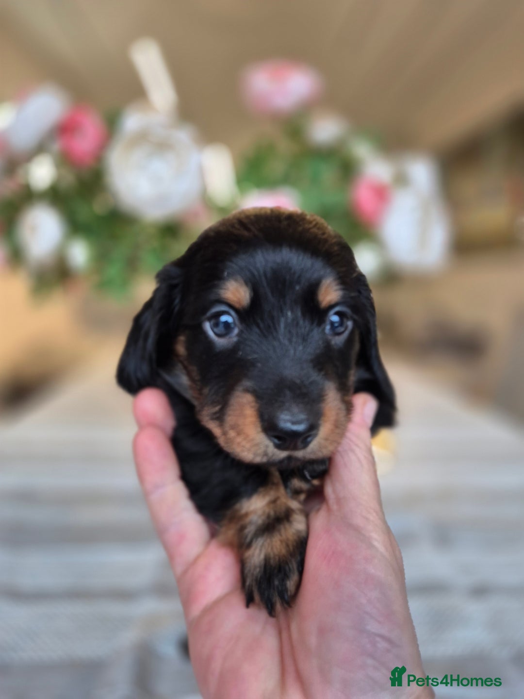 Dachshund dogs for sale: 💙Miniature Dachshund puppies! First litter!🩷  - Advert 25