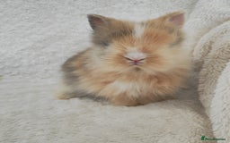 Lionhead rabbits for sale: Double mane lionhead rabbits - Image 7