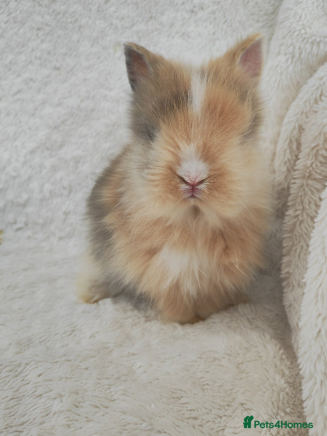 Lionhead rabbits for sale: Double mane lionhead rabbits - Image 7