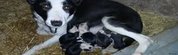 Border Collie dogs for sale: Border Collie pups. Ready now. in Llanrwst - Advert 8