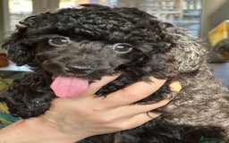 Toy Poodle dogs for sale: Adorable little toy poodle girls  - Image 11