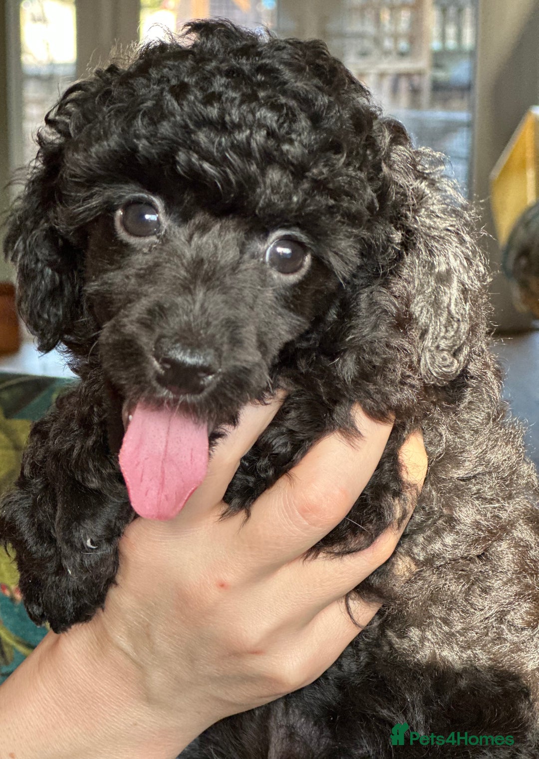 Toy Poodle dogs for sale: Adorable little toy poodle girls  - Image 11