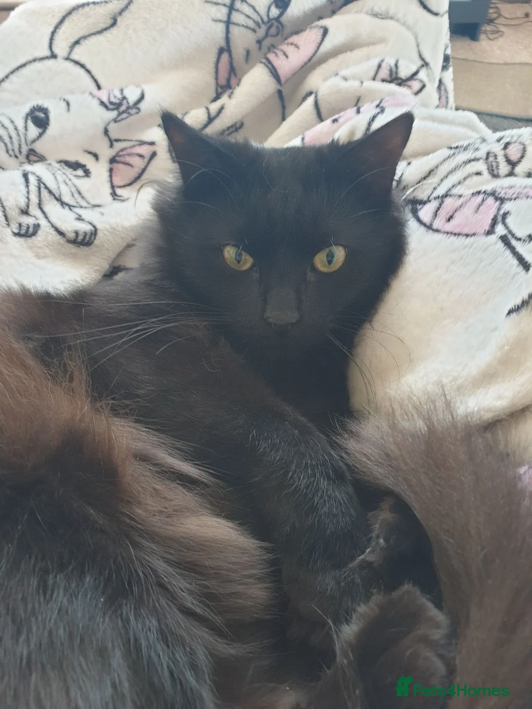Mixed Breed cats for sale: Beautiful Male Neutered Black House Cat - Advert 2