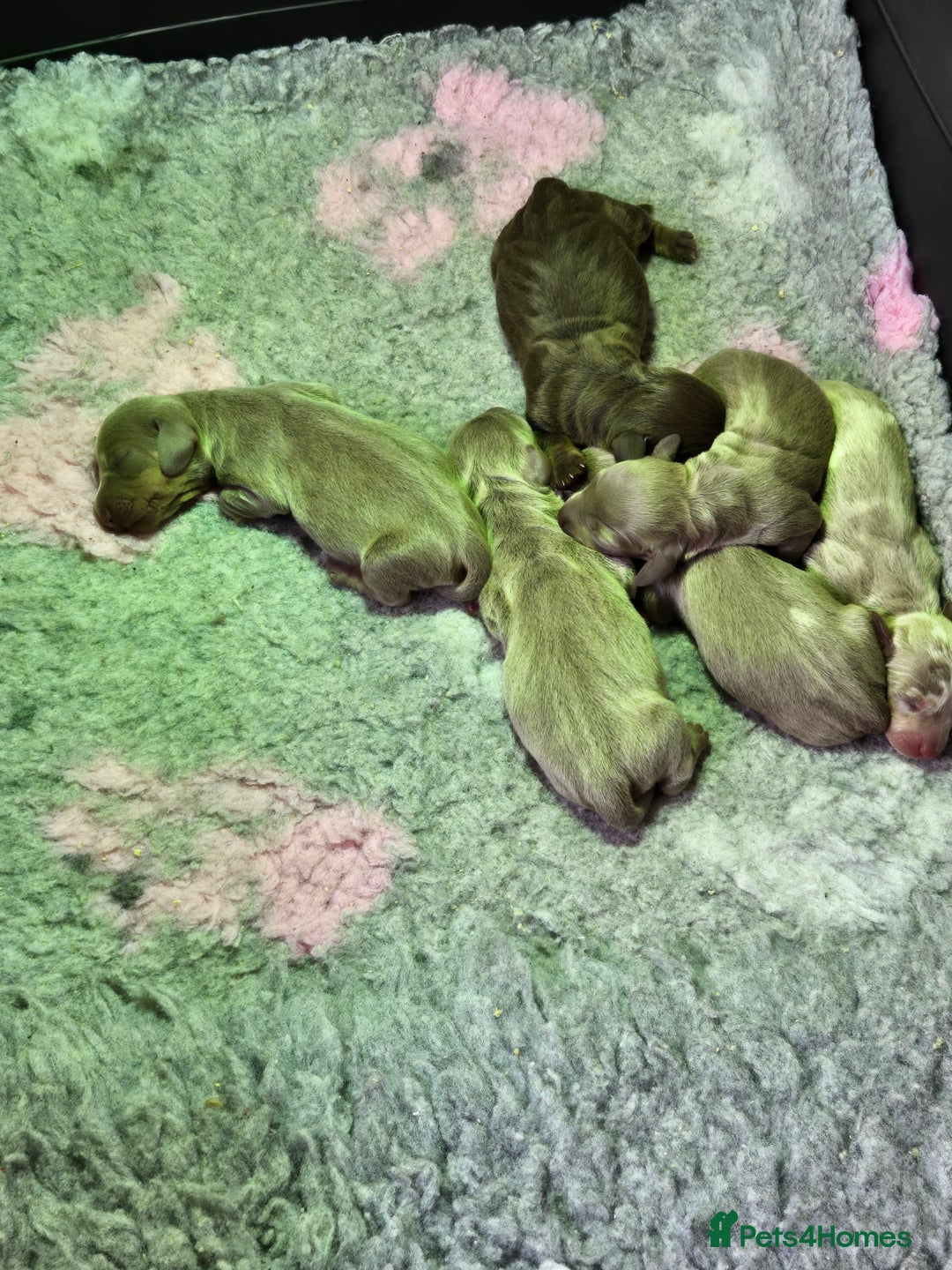 Miniature Dachshund dogs for sale: isabella miniature dachshund pups  - Image 8