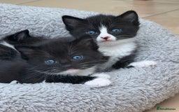 Ragdoll cats for sale: Ragdoll x kittens  - Image 5