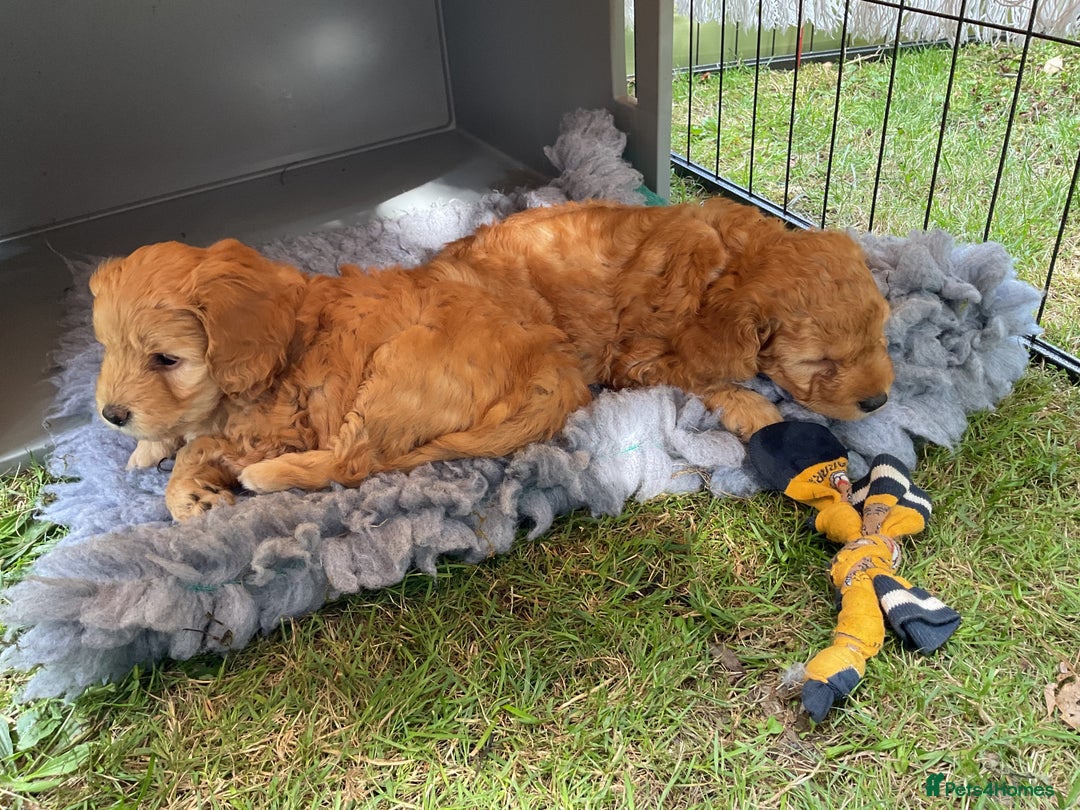 Mixed Breed dogs for sale: Mixed breed puppy - last one - Image 4