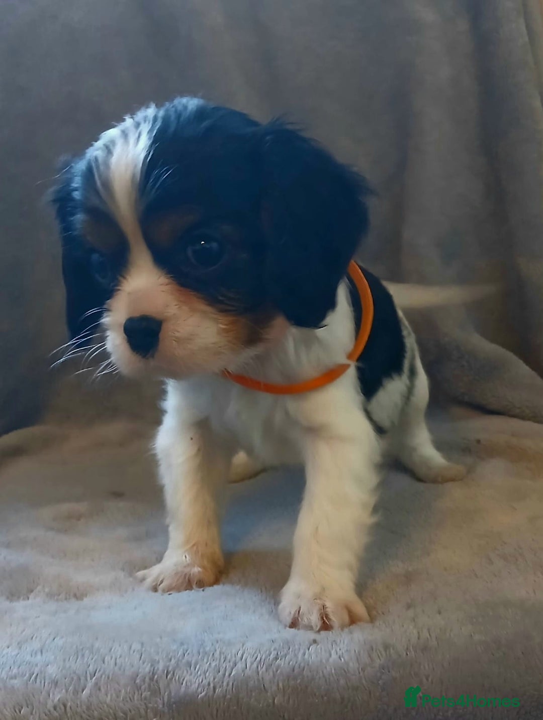 Cavalier King Charles Spaniel dogs for sale: Health tested Cavalier King Charles  - Advert 5