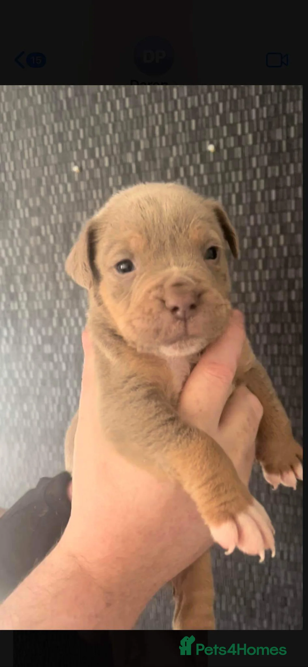 Old Tyme Bulldog dogs for sale: Olde English Fluffy bulldog puppies - Advert 26